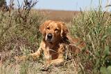 GOLDEN RETRIEVER 093